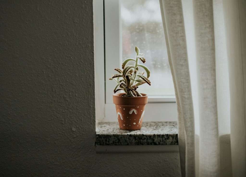 green plant on brown clay pot near old windowsill